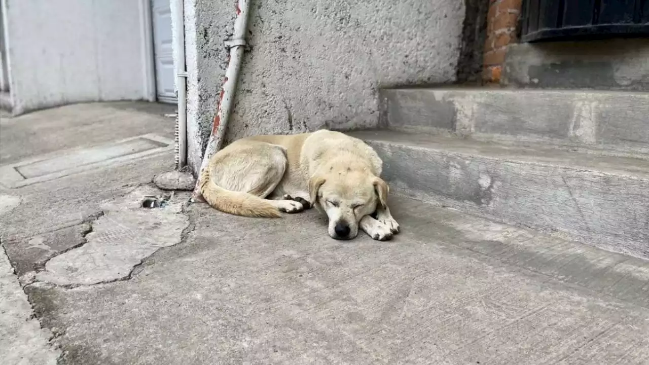 Maltrato animal: esta es la multa que podrías pagar por cometer este delito en Tlaxcala