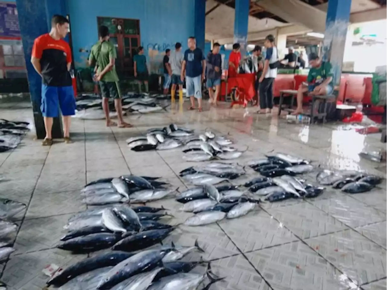 Ikan Ekor Kuning Murah, Rp 100 Ribu/3 Ekor