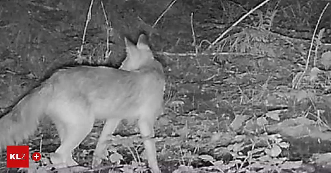 Erste Sichtung: Wolf tappte in Kärntner Gemeinde in eine Fotofalle