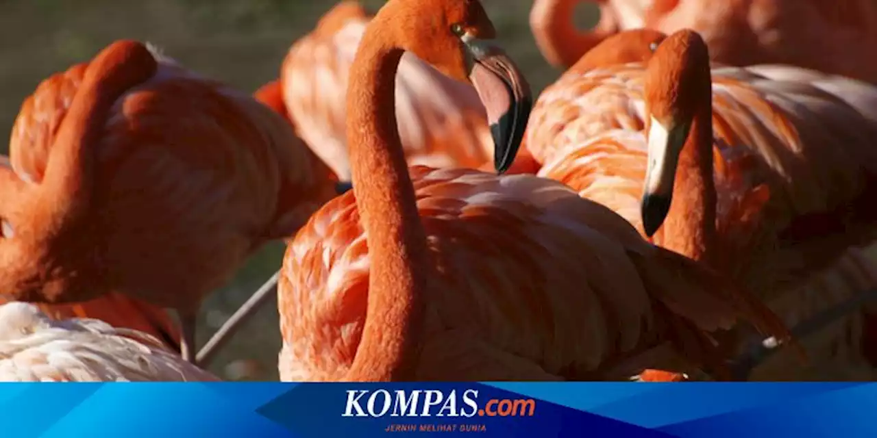 Punya Tubuh Besar, Benarkah Flamingo Tidak Bisa Terbang?