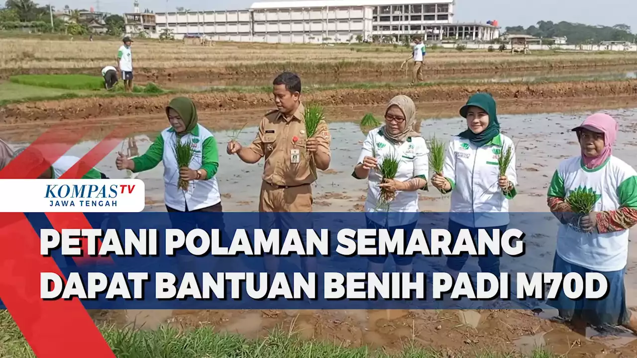 Petani di Polaman Semarang Dapat Bantuan Benih Padi M70D