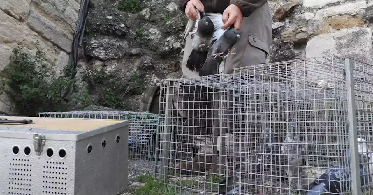 Vaucluse : la Ville de Monteux veut réduire le nombre de pigeons