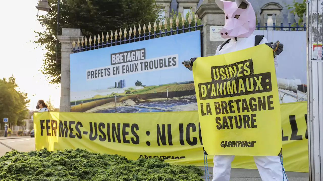 Pourquoi Greenpeace a déversé une tonne d’algues vertes devant la préfecture du Finistère