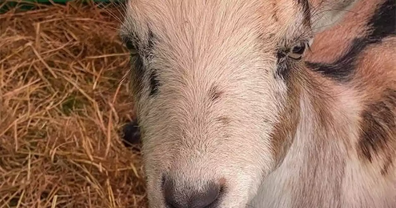 Loose Women's Coleen Nolan opens up about 'killer' pet goat called Dave