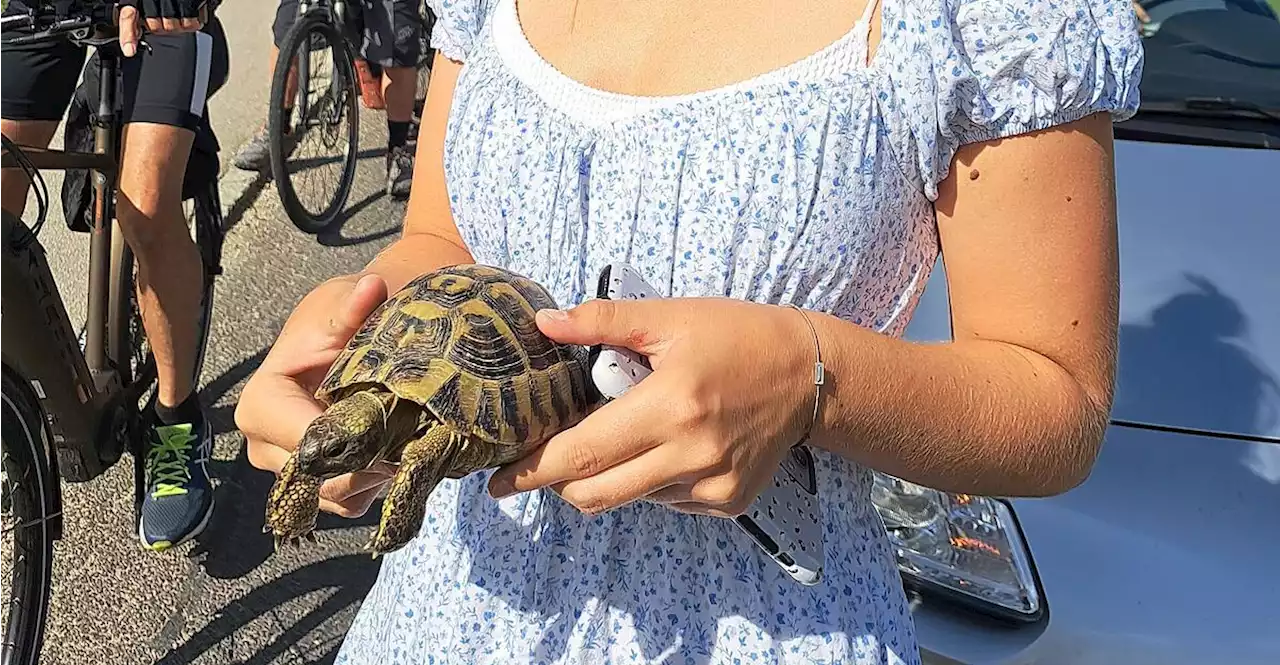 Fluchtversuch von Schildkröte Hermann endete in Samarein