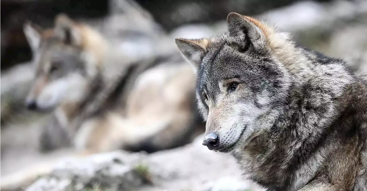 Wolfsabschuss in Salzburg: 'Regulierung ist notwendig'