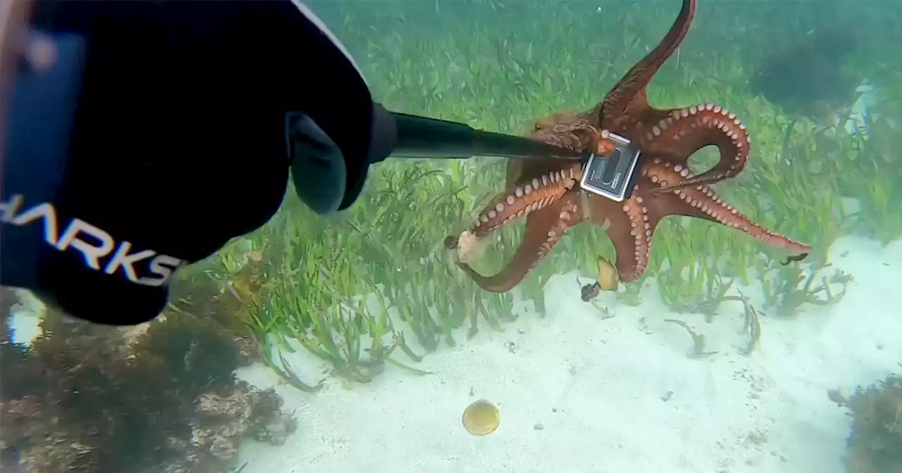 Diver Gets Into Tug of War With Octopus Over GoPro Camera