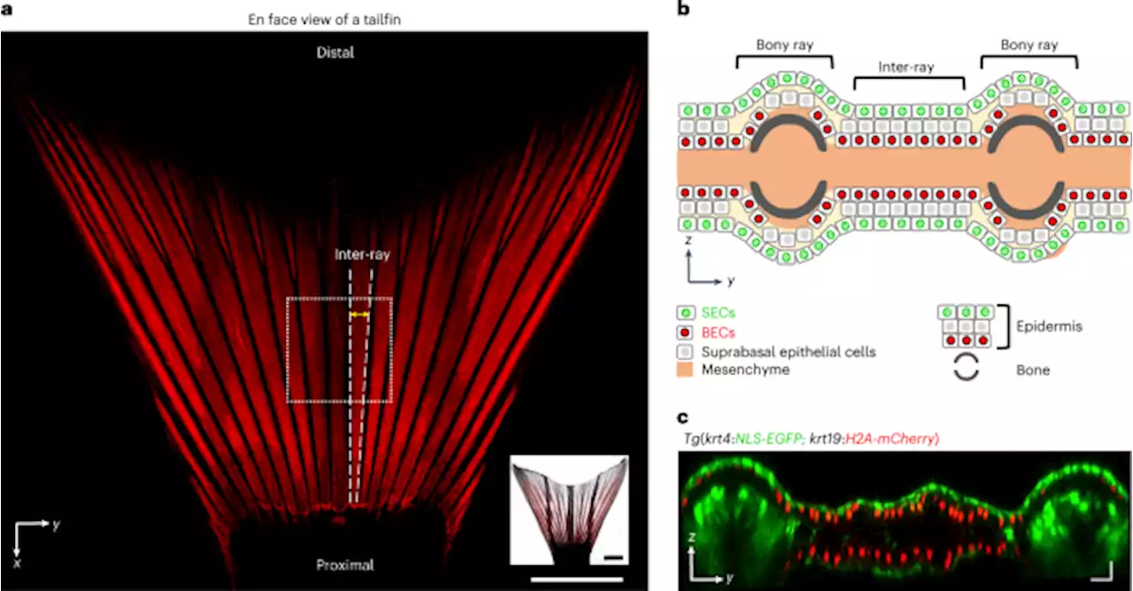 Mechanical waves identify the amputation position during wound healing in the amputated zebrafish tailfin - Nature Physics