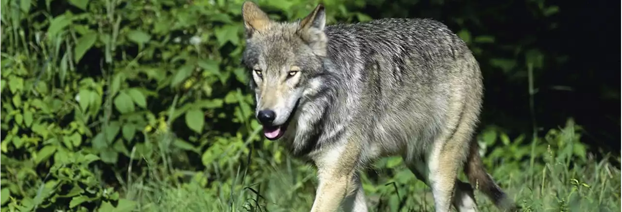 Kranker Wolf im Taminatal SG erlöst