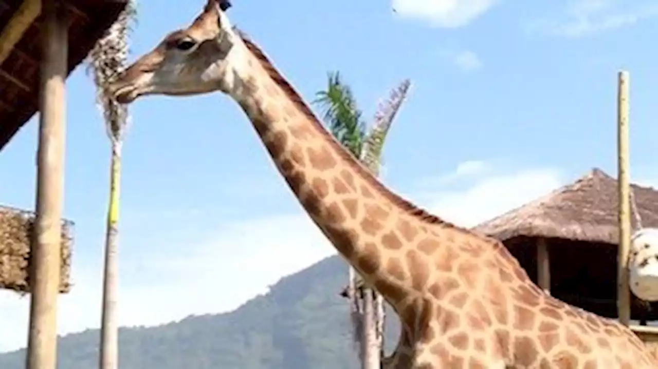 Morre quarta girafa trazida da África do Sul para parque no Rio