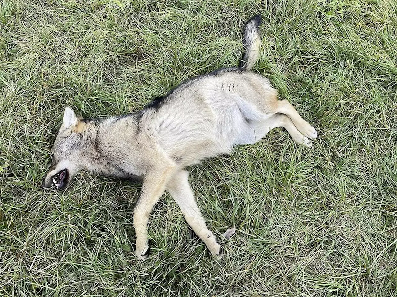 Wildhüter erlegt kranken Wolf