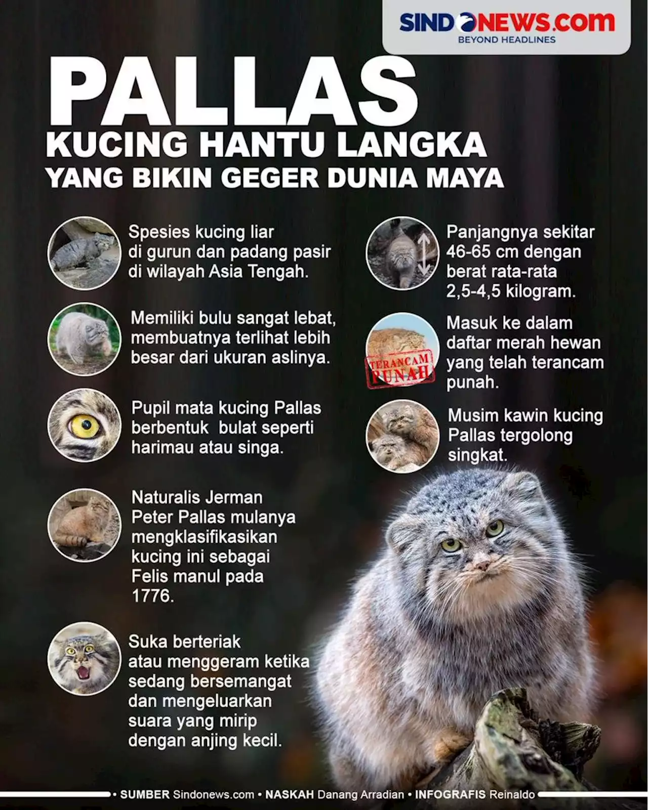 Pallas, Kucing Hantu Langka yang Bikin Geger Dunia Maya