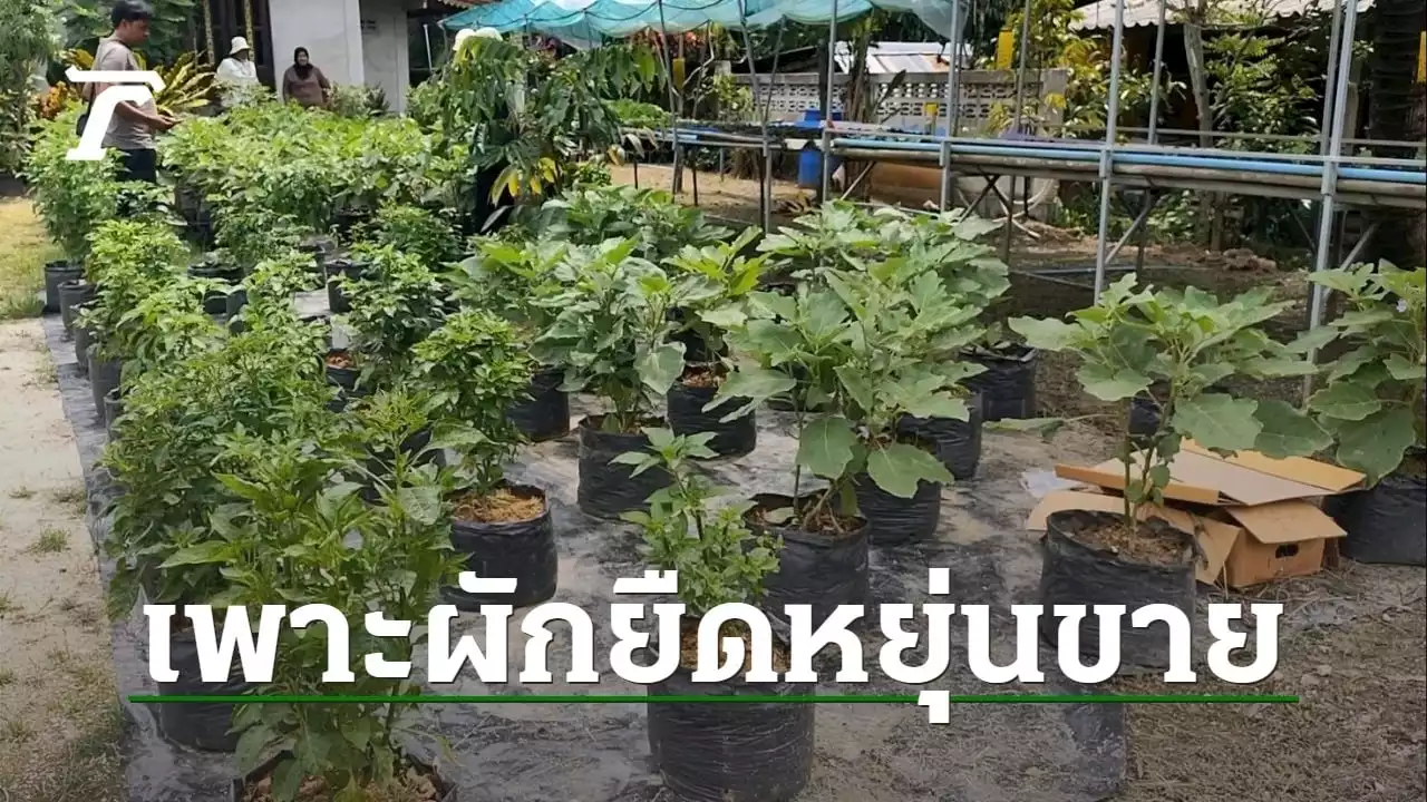 เกษตรกรสตูลเพาะผักยืดหยุ่นขาย ตอบโจทย์คนรักสุขภาพ แต่ไม่มีเวลาปลูกเอง