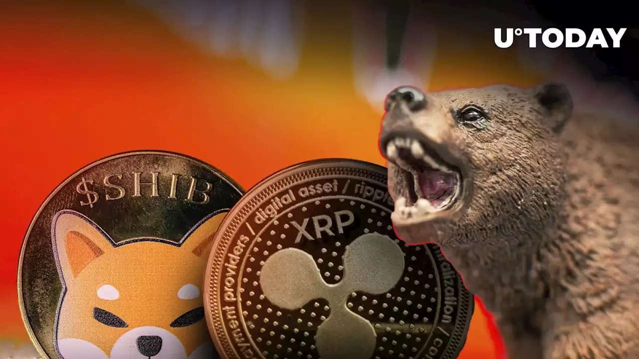 XRP and Shiba Inu (SHIB) Aim to Punish Bears, Santiment Reveals Secret Sauce