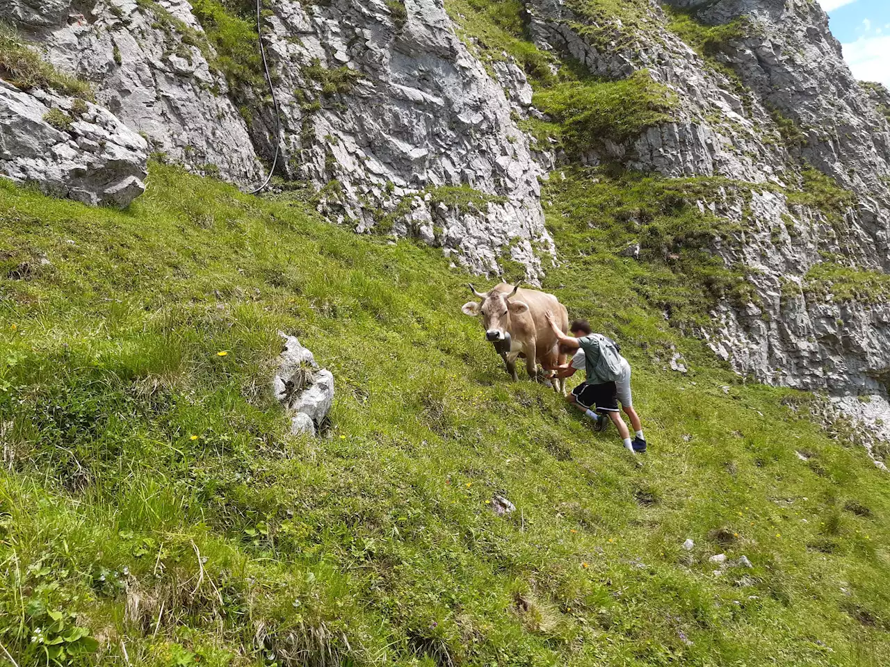 Alpstein: Touristen melken Kuh