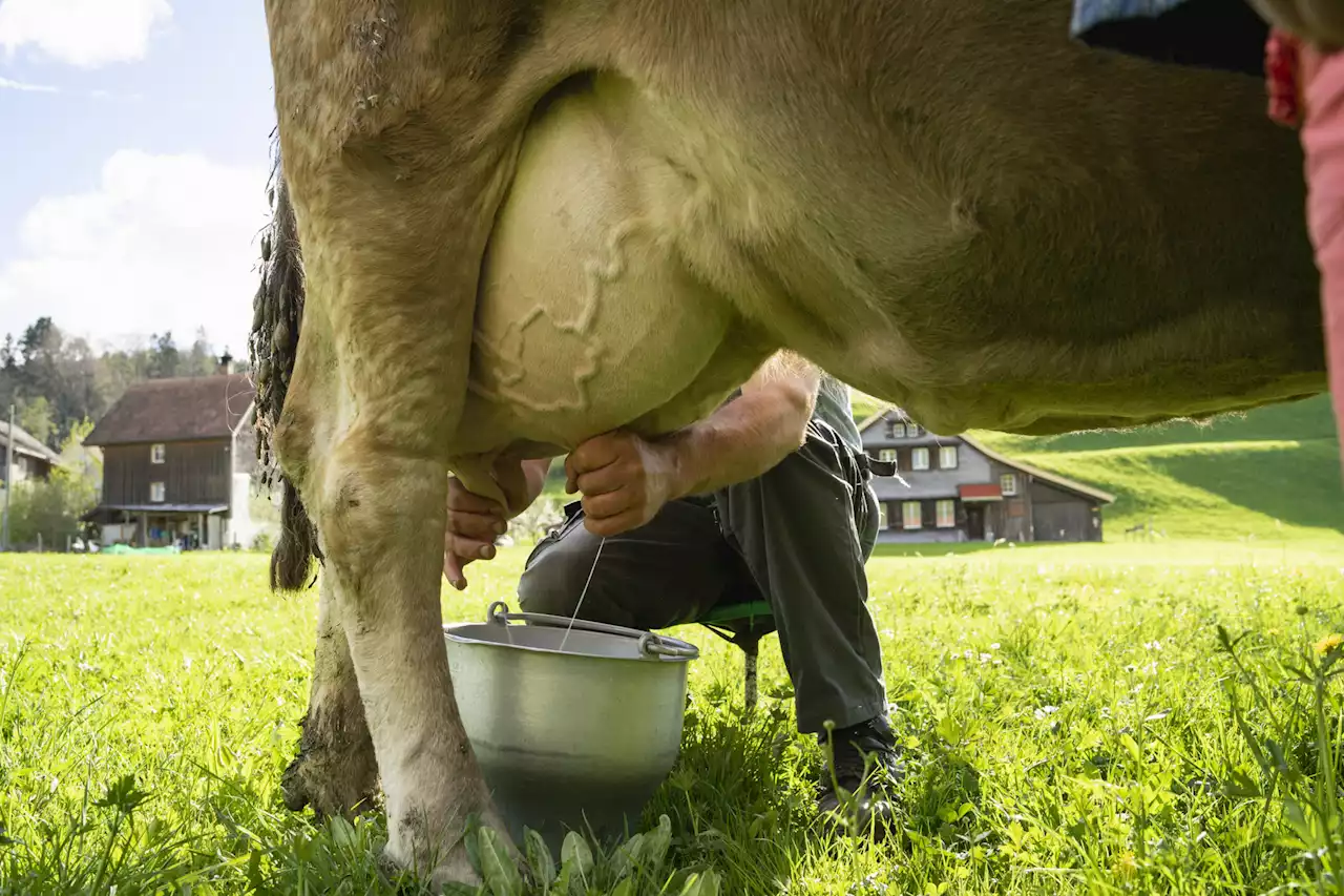 Appenzeller Alpen: Wanderer beim Melken einer fremden Kuh erwischt