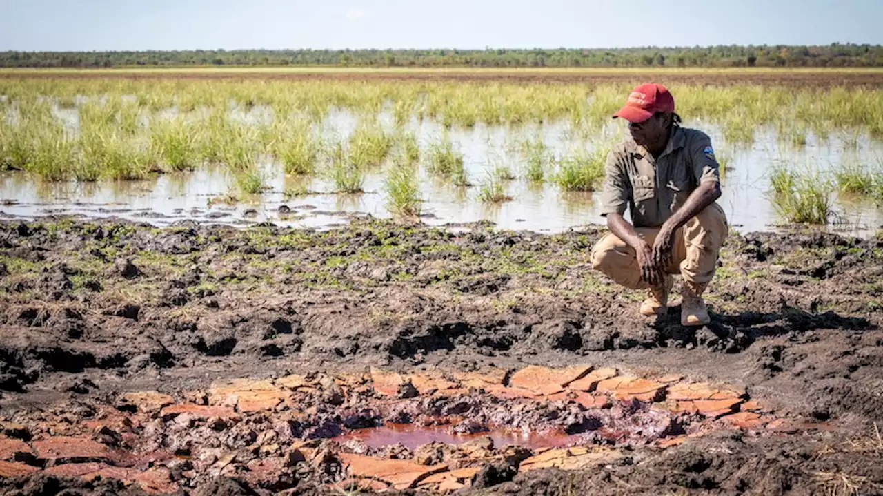 How Indigenous rangers hope to control 'the biggest unmanaged threat to the natural and cultural integrity' facing remote NT