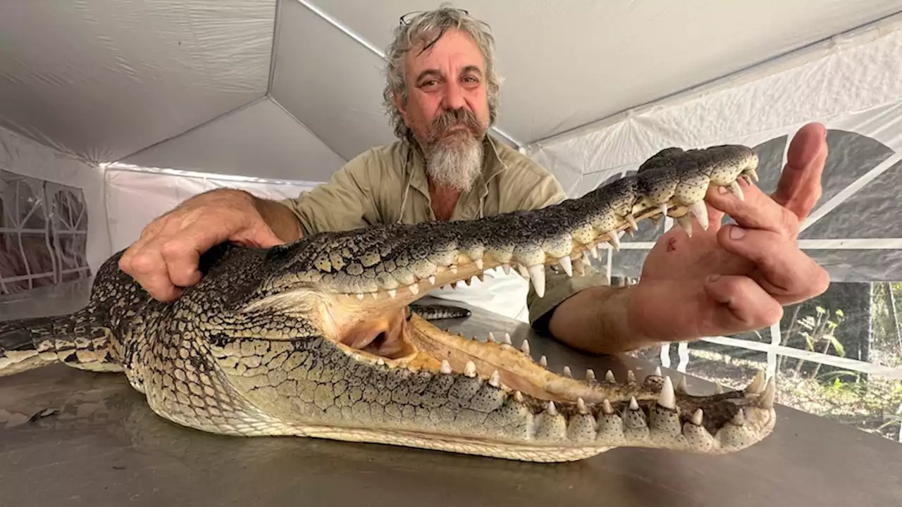 'We'll do the skull and gift it to him': Crocodile skull offered to attack victim