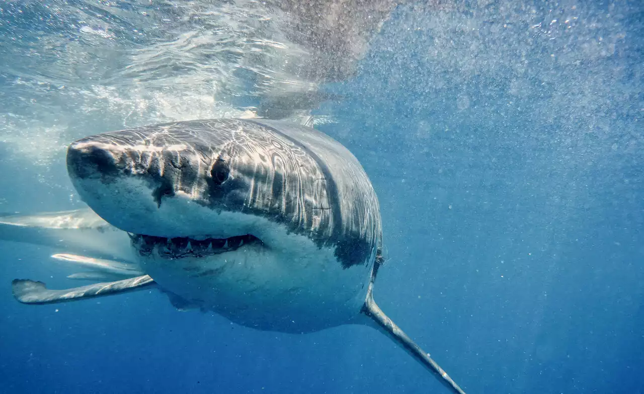 Les grands requins blancs vont-ils arriver le long de nos côtes ?