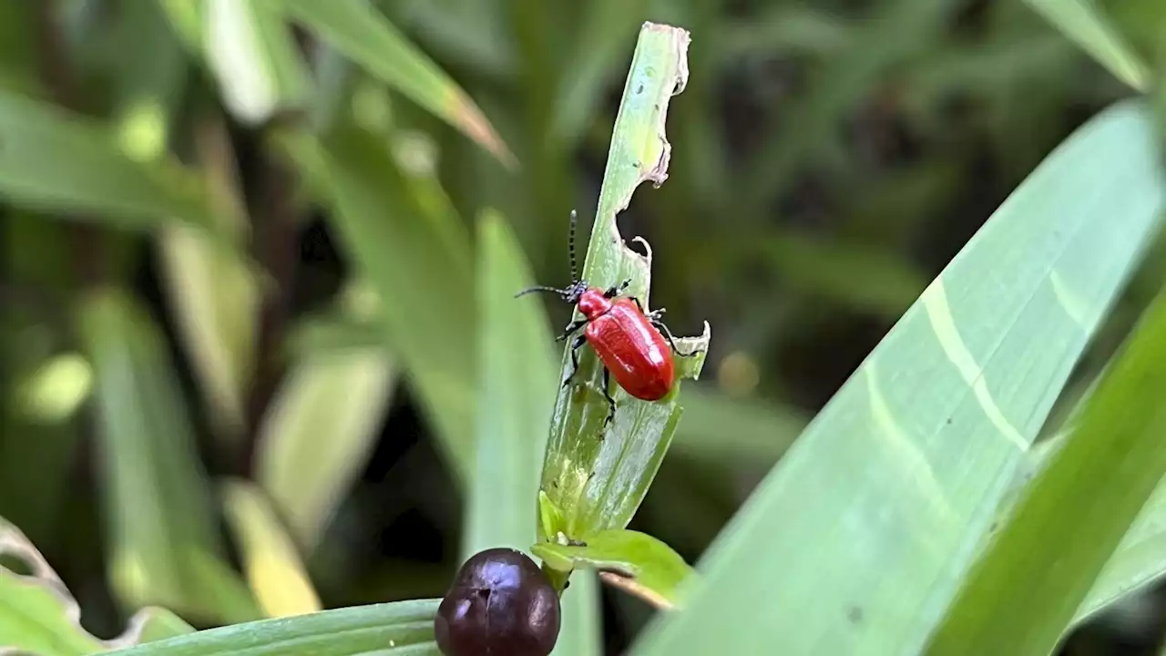 Catch garden pests and diseases early by keeping a close eye on your plants