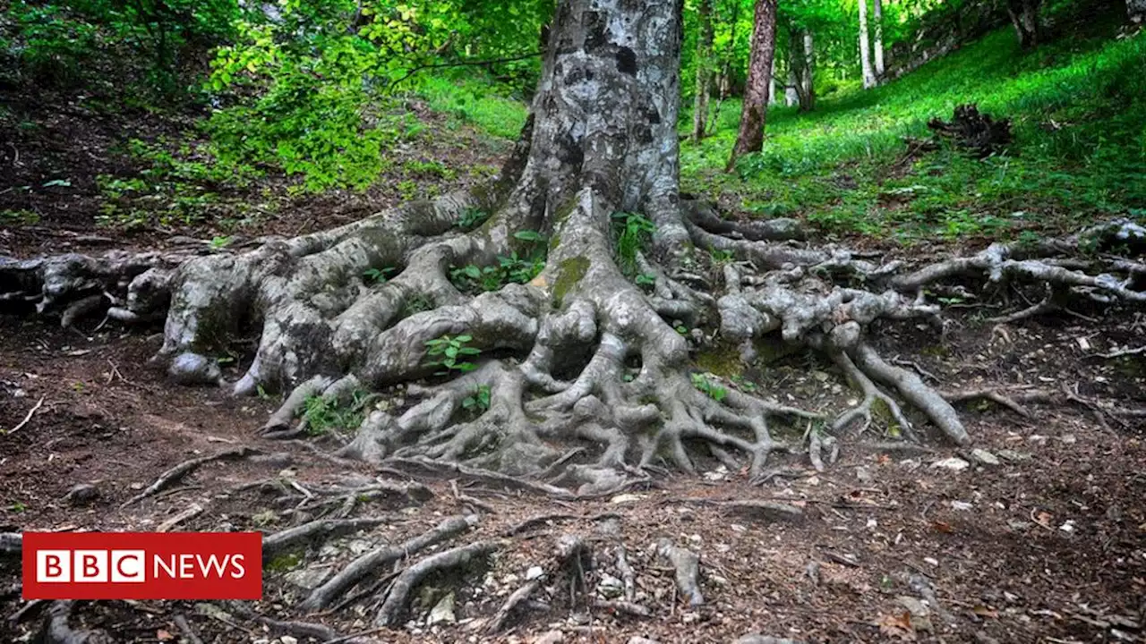 WWW, a intricada rede de raízes, fungos e bactérias que interliga as plantas nas florestas - BBC News Brasil