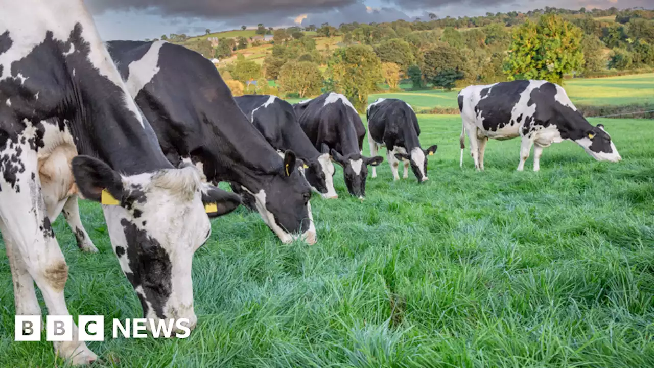 Ripon tree rescue for dog walker scared by cows