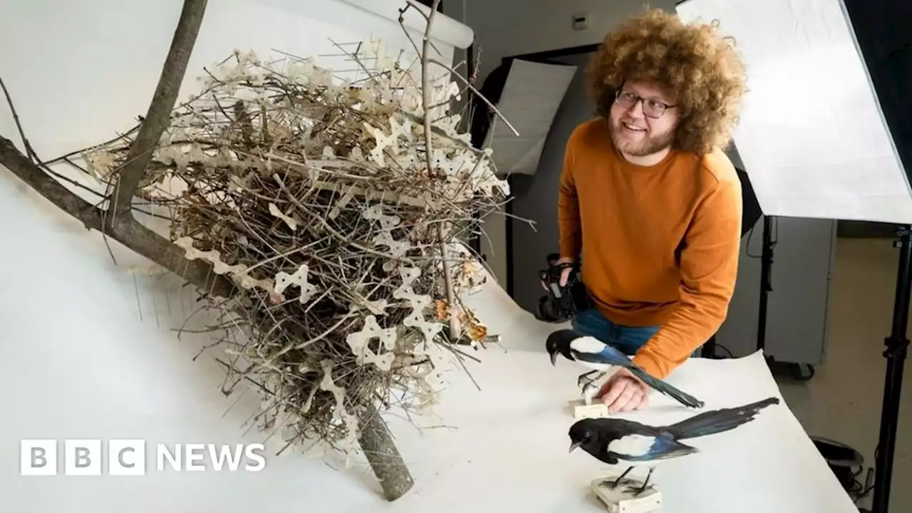 Birds get revenge by using anti-bird spikes in nests