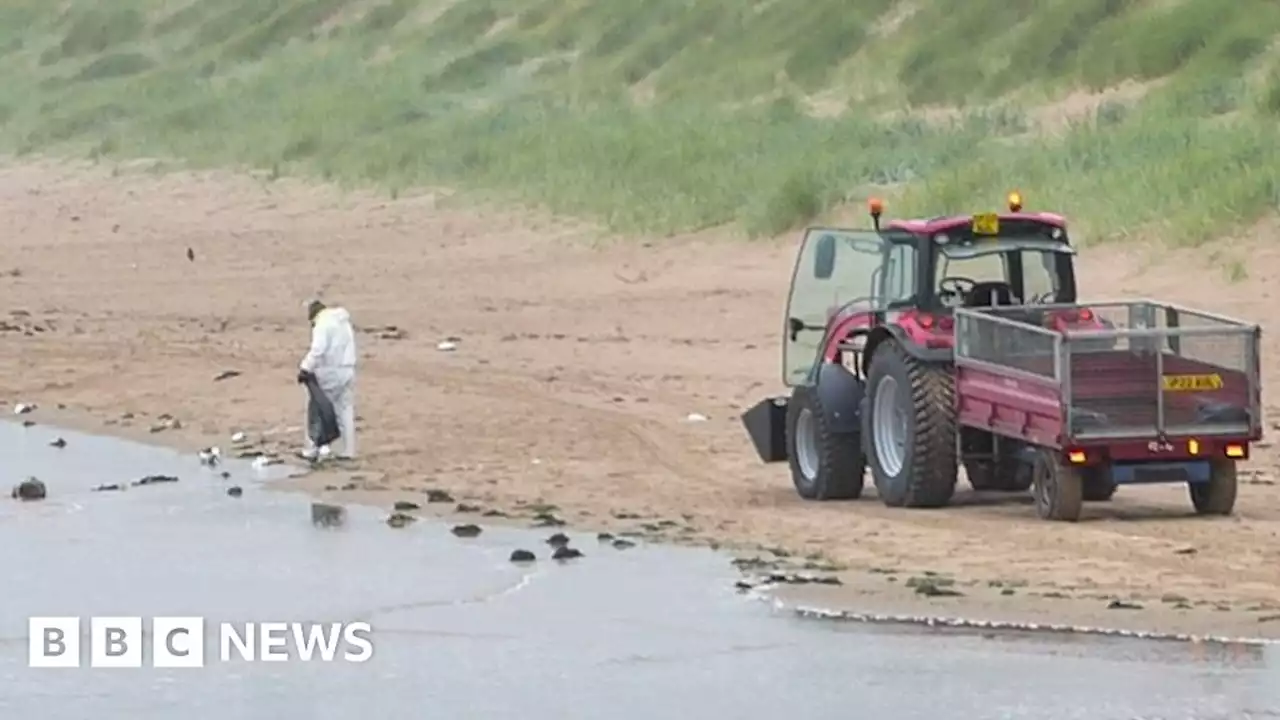 Hundreds more dead birds removed from Aberdeenshire beaches