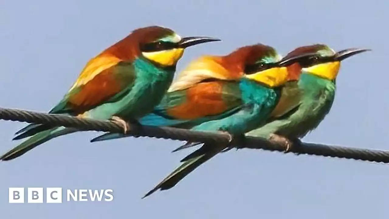 Bee-eater on 'verge of laying' after Norfolk nest upset