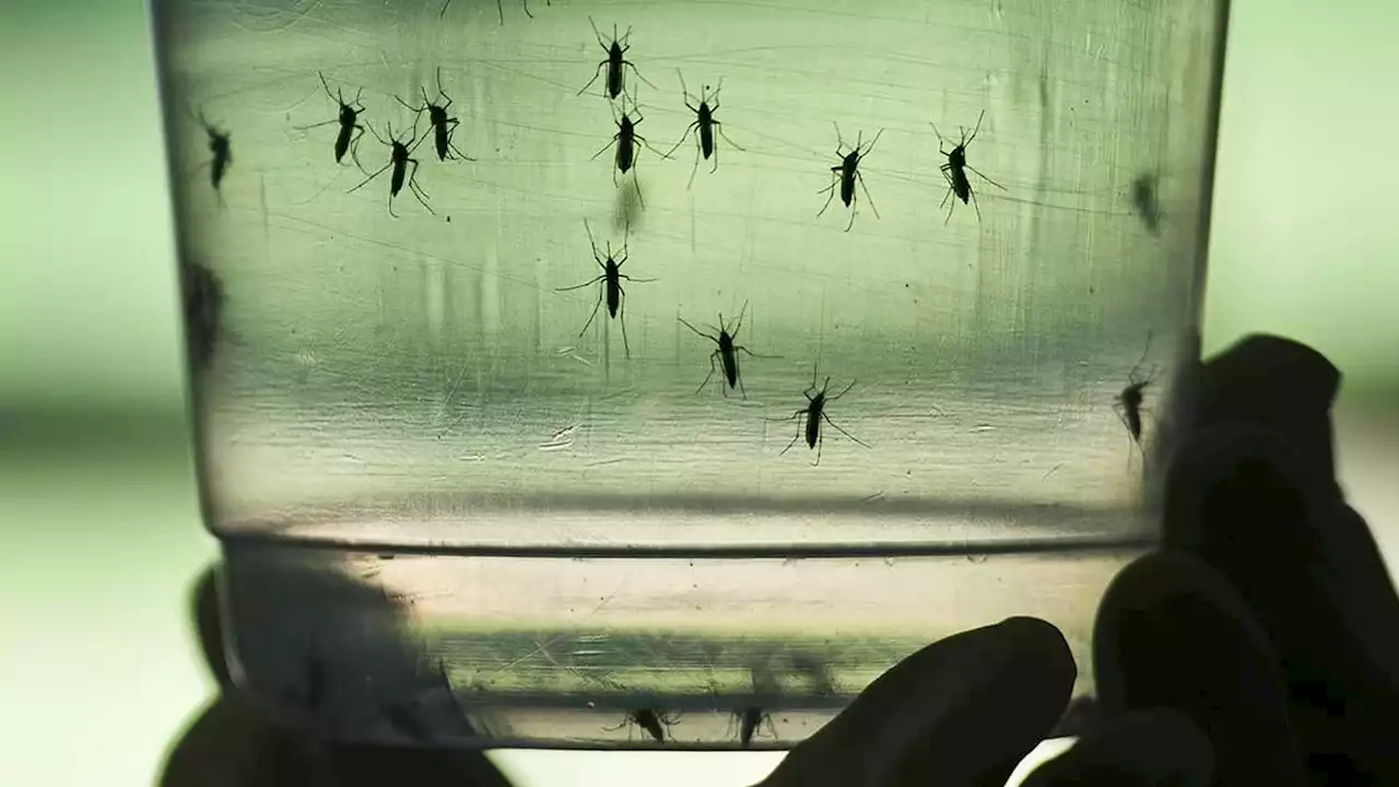 Dengue: en 2022, la situation a été 'exceptionnelle' en France métropolitaine