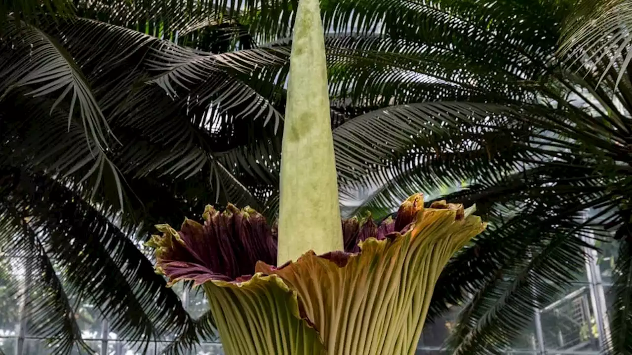 Nancy: éclosion rare de la plus grande fleur du monde, qui dégage une odeur de 'cadavre'