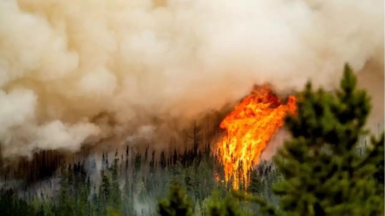 Campfire ban in place for most of B.C., state of emergency for Stikine announced as wildfire numbers spike | CBC News