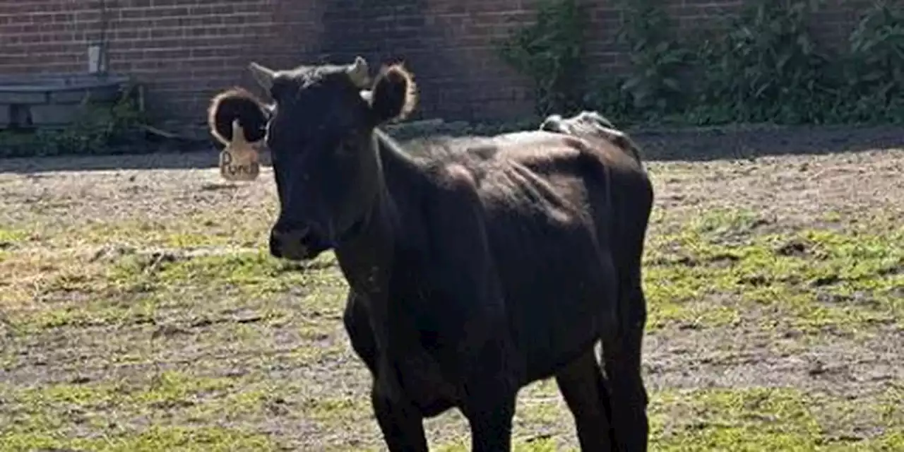 Cleveland police search for owner of cow found running around the city