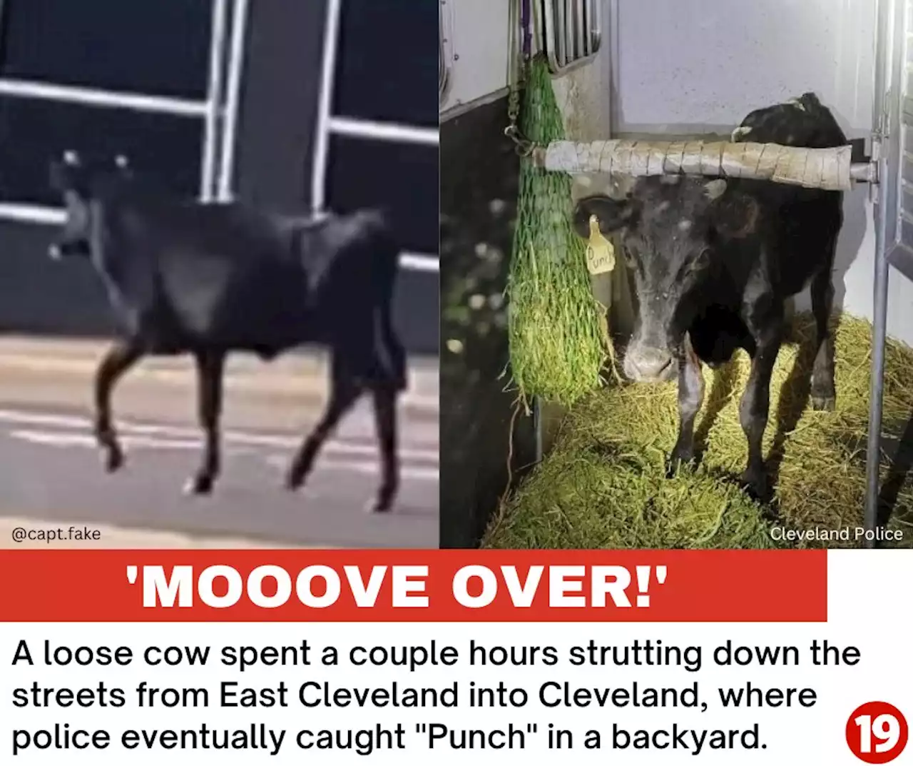 ‘Mooove over!’ Cow caught strutting down East Cleveland to Cleveland streets