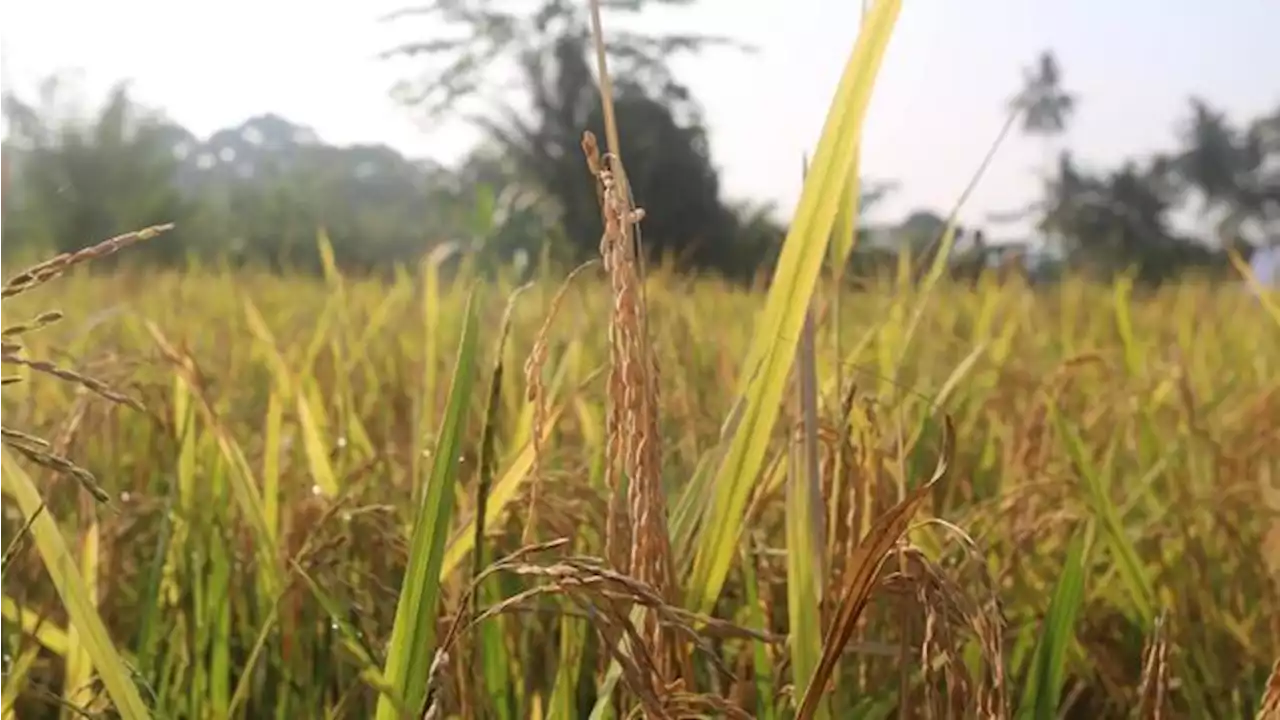 Petani Tanjung Raja Rasakan Manfaat Pupuk Organik dari PTBA