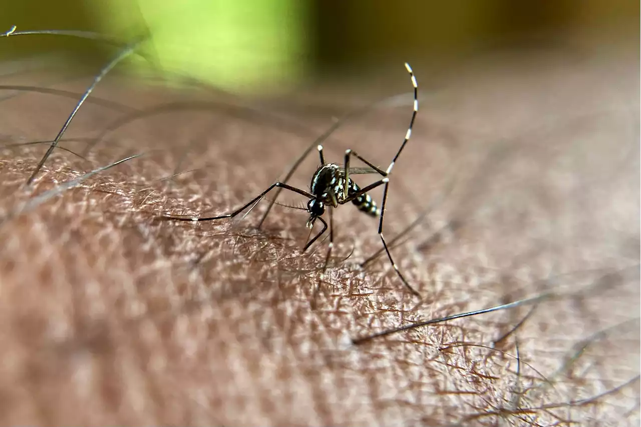 Dengue : tout savoir sur cette maladie virale transmise par les moustiques qui se développe en France