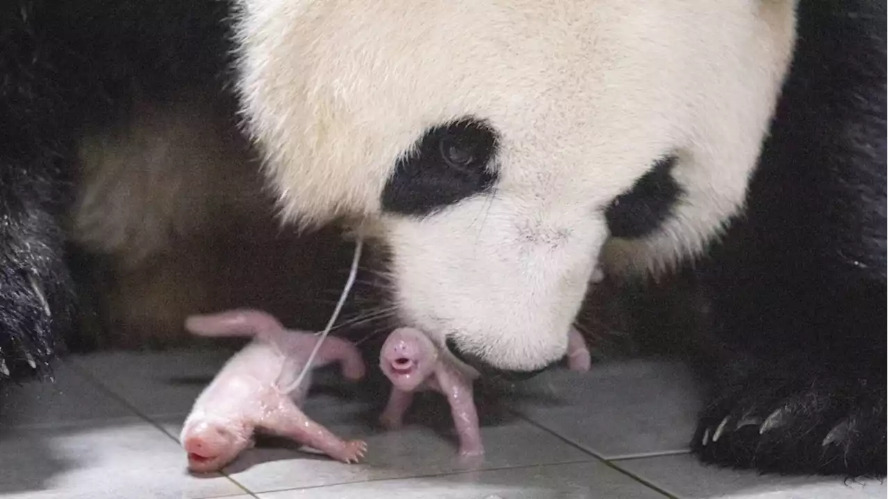 Panda twins born in South Korea for the 1st time