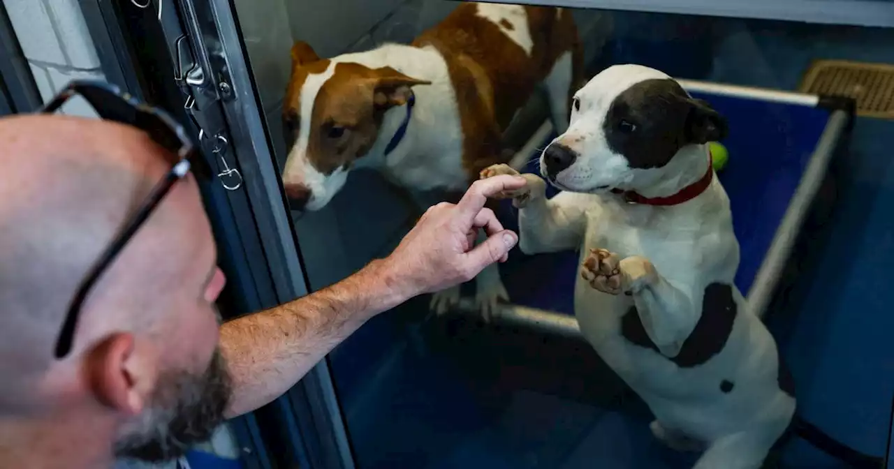 Dallas animal shelter is full, but there are many ways to help