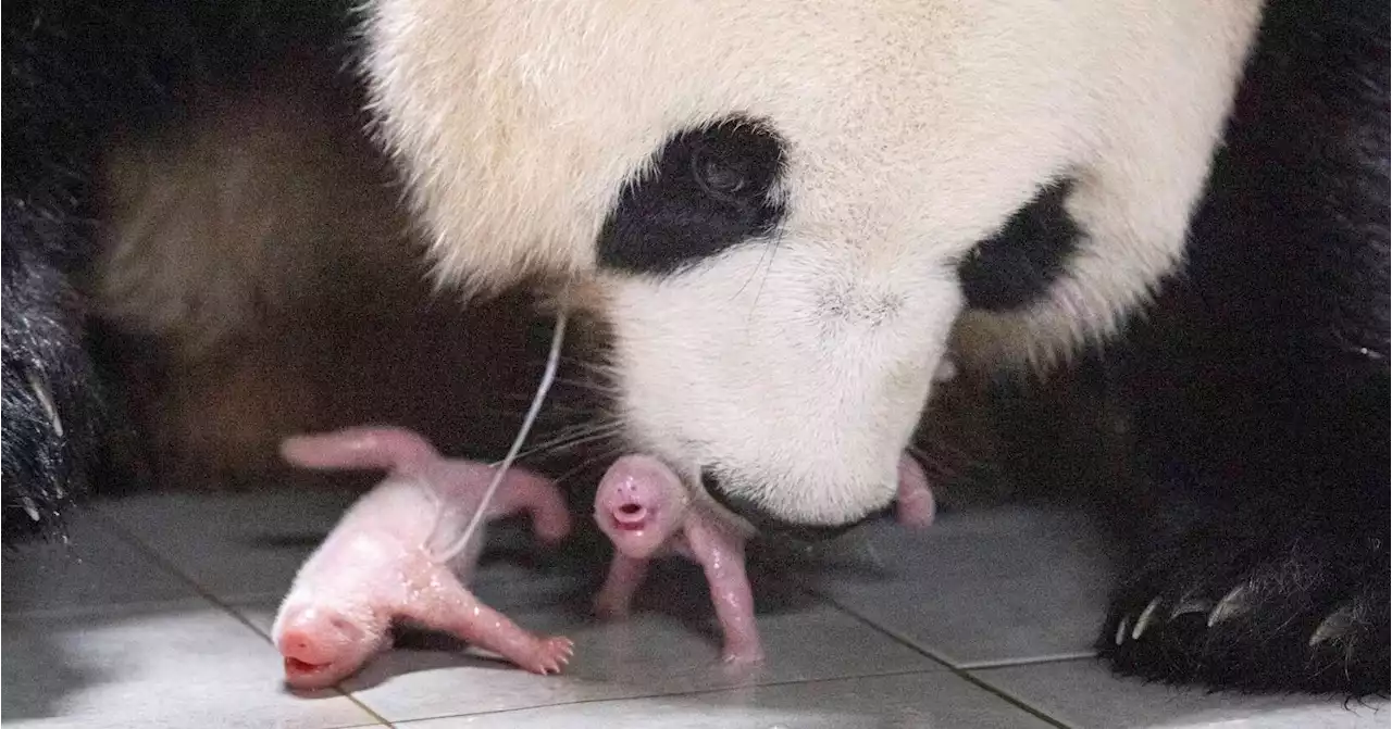 Panda twins born in South Korea for the 1st time