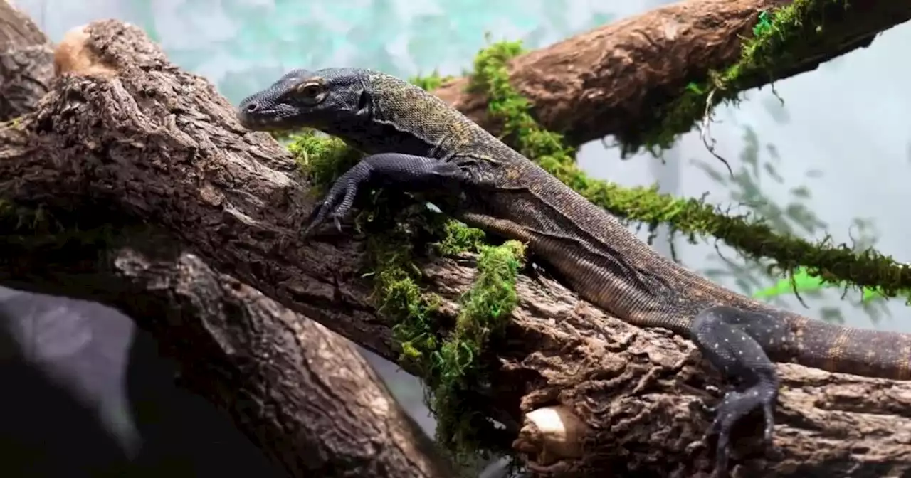 Cast your vote to name baby Komodo Dragon at Utah aquarium