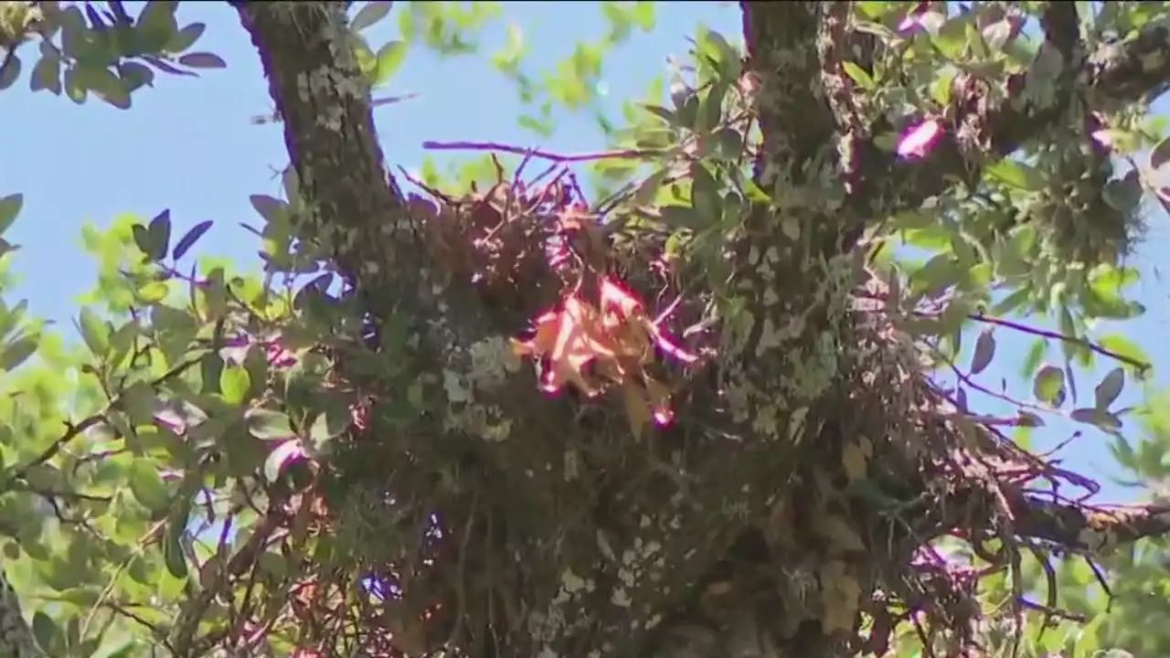 Mail delivery temporarily halted in South Austin neighborhood due to reported hawk attacks