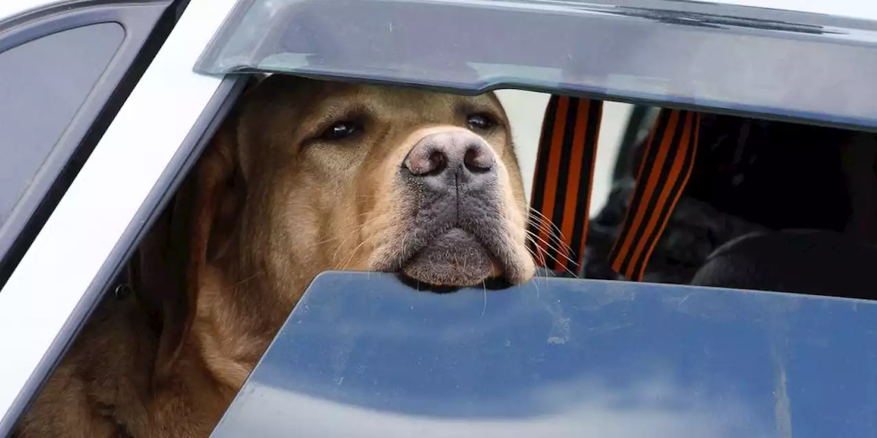 Hund stirbt trotz geöffneter Fenster im Auto