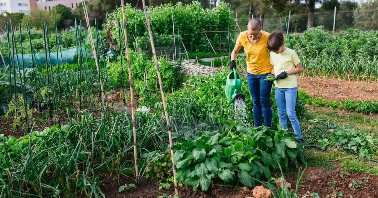 The One Mistake To Avoid If You Want A Climate-Friendly Garden