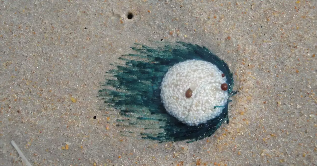 Admire the 'blue button jellyfish' washing ashore on Texas beaches, but don't touch