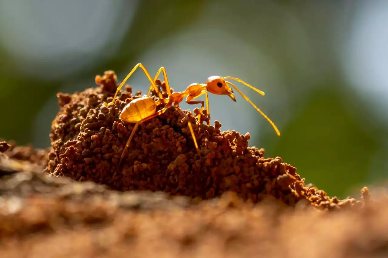 Fourmis électriques dans le Var, l’inquiétante invasion de cette espèce exotique