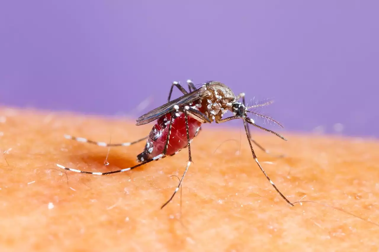 Moustique tigre : avec un nombre de cas en hausse, la dengue sous surveillance