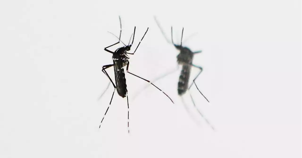 Dengue : en 2022, la situation a été 'exceptionnelle' en France métropolitaine