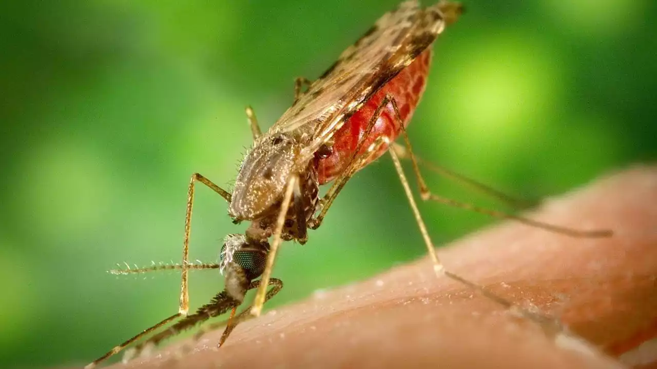 Gigitan Nyamuk Anopheles Betina Bisa Mematikan, 400 Ribu Orang Tiap Tahun Meninggal Gegara Malaria