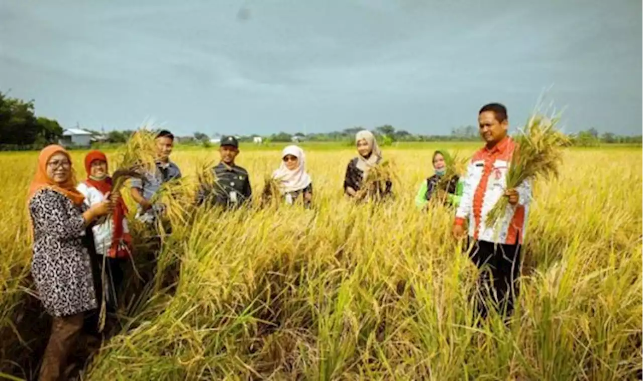 Petani Demak Ungkap Teknologi CSA Scalling Up Turut Tingkatkan Produktivitas