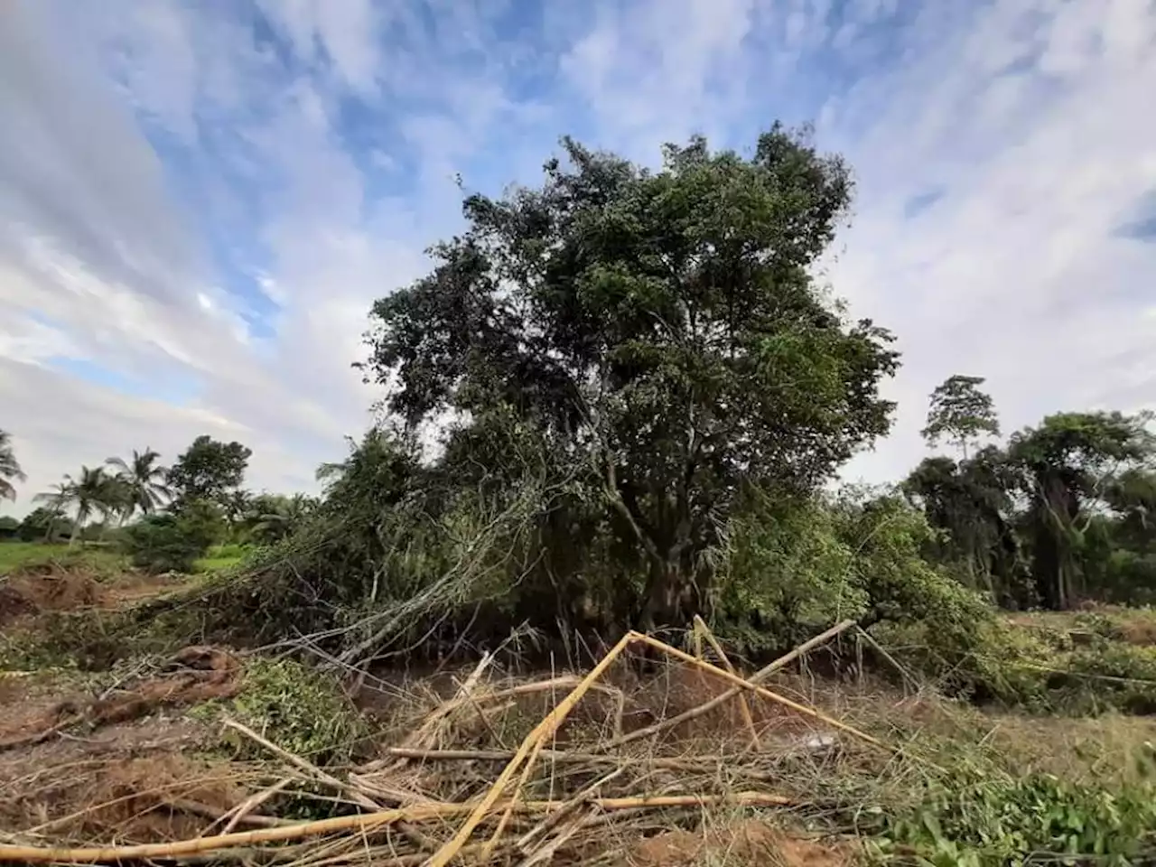 Sri Lanka uproots ‘last legume’ tree to build highway | The Malaysian Insight